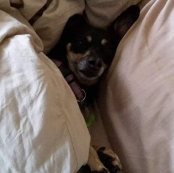 Meet your Posher, Sadie - Picture 1 of 1